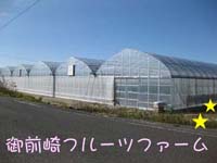 いちご狩り 御前崎フルーツファーム